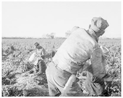 1939 Laborers Harvesting Carrots in Imperial Valley California - Available at KNOWOL