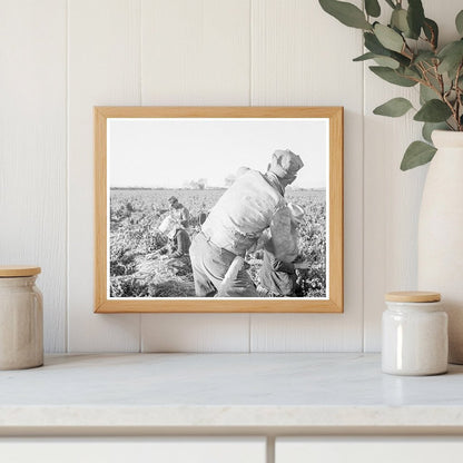 1939 Laborers Harvesting Carrots in Imperial Valley California - Available at KNOWOL