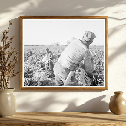 1939 Laborers Harvesting Carrots in Imperial Valley California - Available at KNOWOL