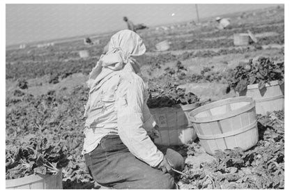 1939 Loading Spinach Baskets in La Pryor Texas Fields - Available at KNOWOL