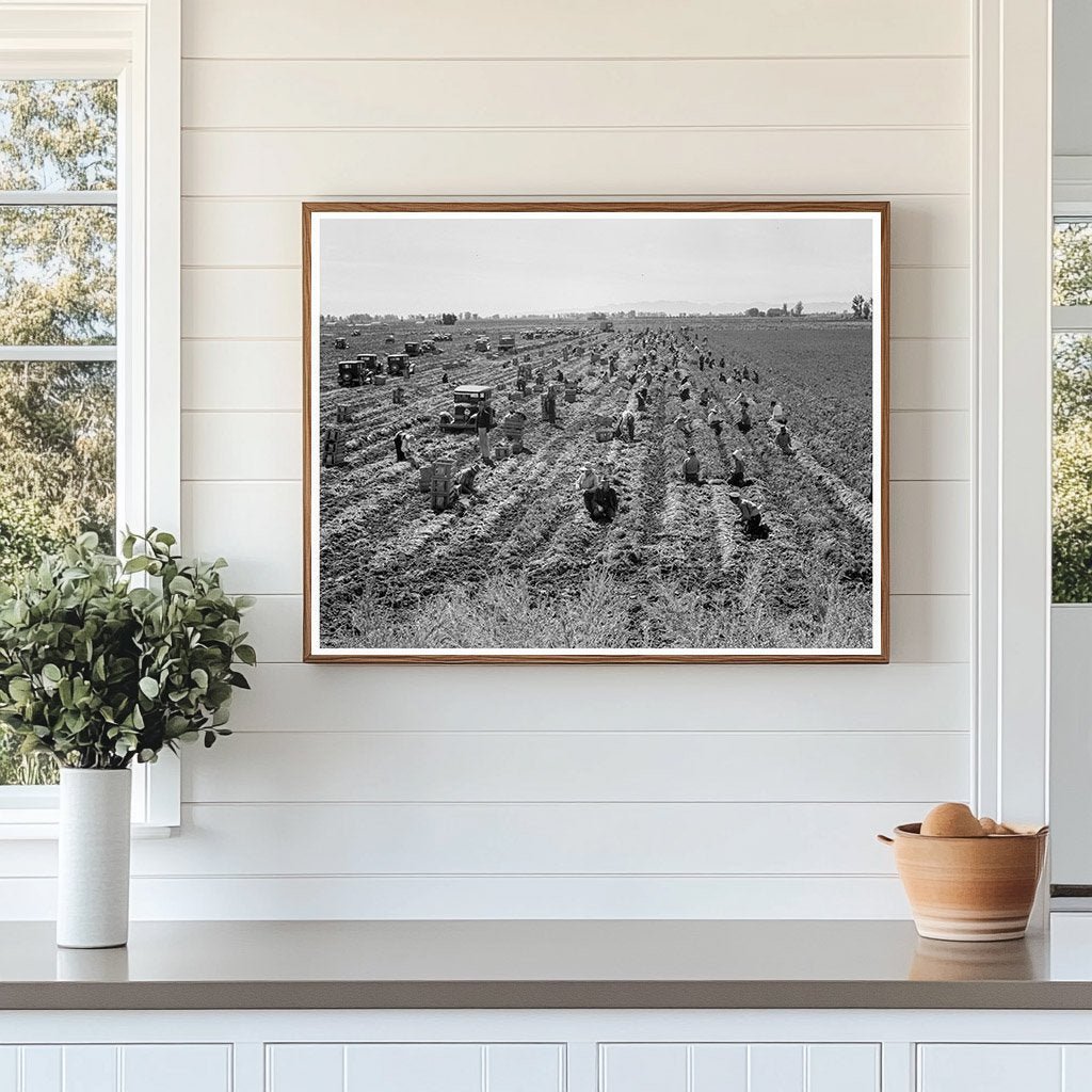 1939 Meloland Agriculture Workers Carrot Harvesting Scene - Available at KNOWOL