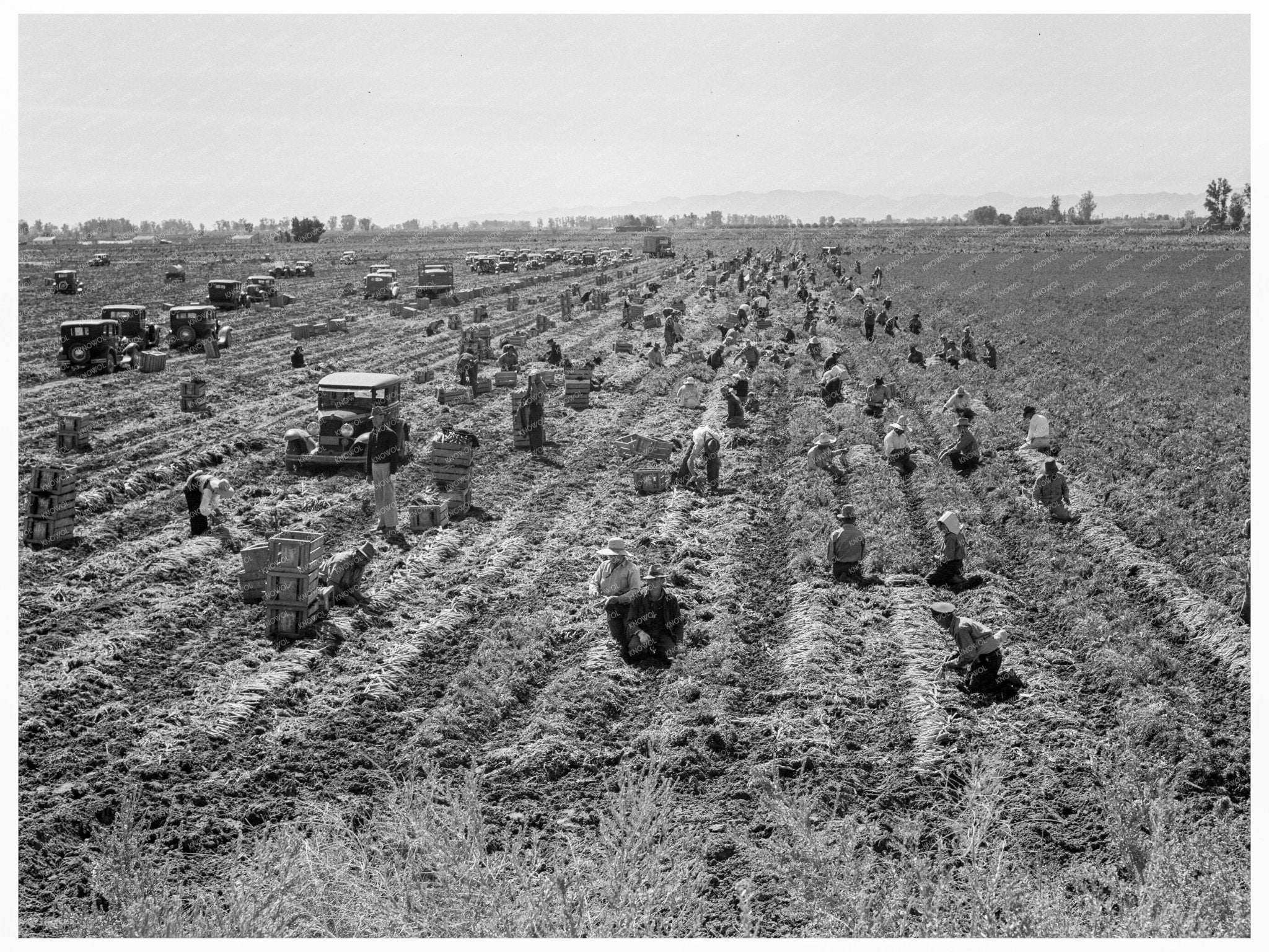 1939 Meloland Agriculture Workers Carrot Harvesting Scene - Available at KNOWOL