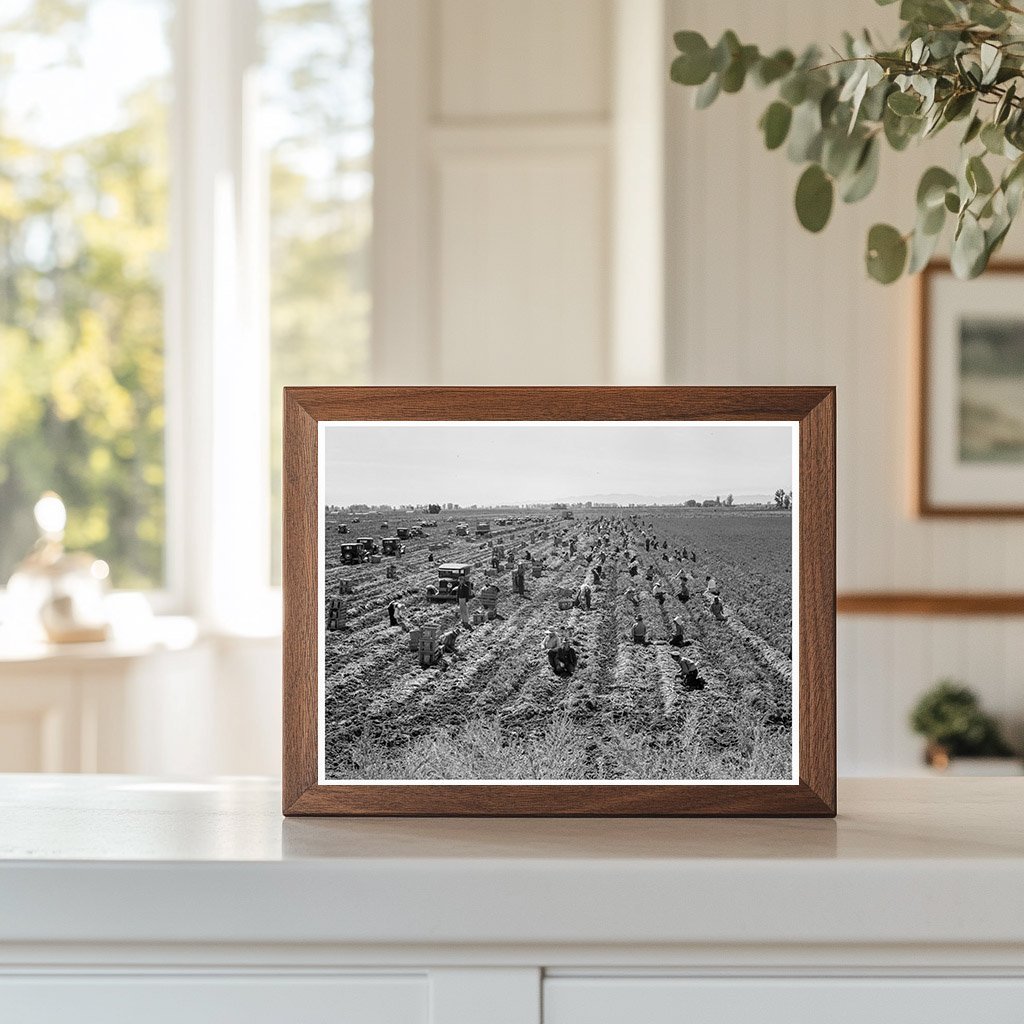 1939 Meloland Agriculture Workers Carrot Harvesting Scene - Available at KNOWOL