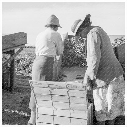 1939 Migratory Workers Packing Peas in Calipatria California - Available at KNOWOL