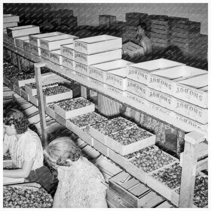 1939 Night Workers Packing Fresh Prunes in Yakima - Available at KNOWOL