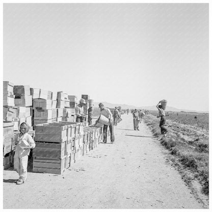 1939 Pea Harvest at Sinclair Ranch Imperial Valley California - Available at KNOWOL