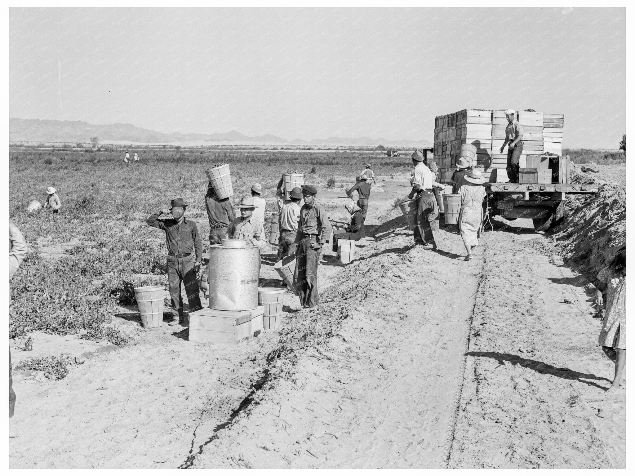 1939 Pea Pickers Working at Sinclair Ranch California - Available at KNOWOL