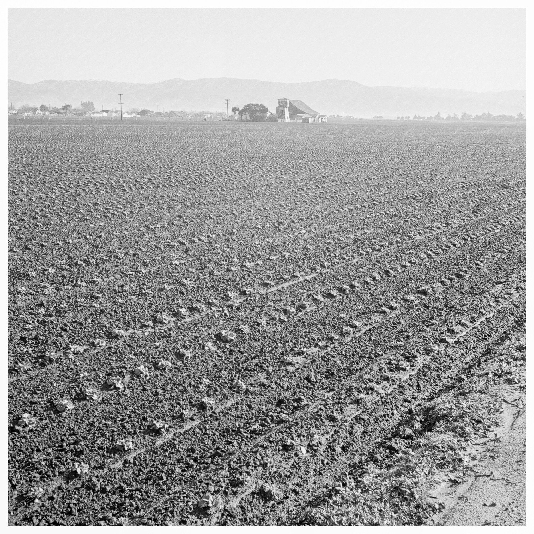 1939 Salinas Valley Commercial Agriculture Image - Available at KNOWOL