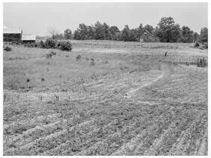 1939 Sharecropper in Sweet Potato Patch North Carolina - Available at KNOWOL