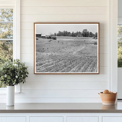 1939 Sharecropper in Sweet Potato Patch North Carolina - Available at KNOWOL