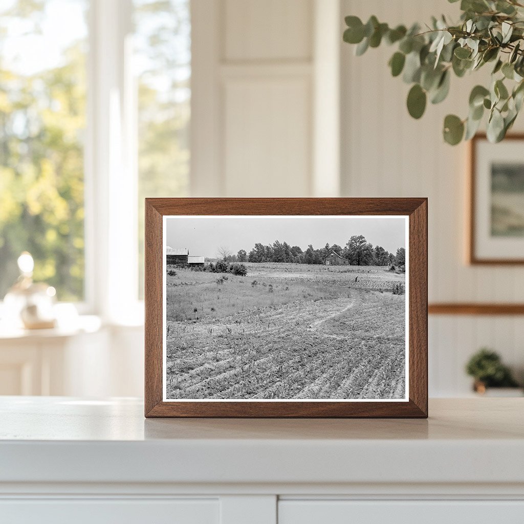 1939 Sharecropper in Sweet Potato Patch North Carolina - Available at KNOWOL