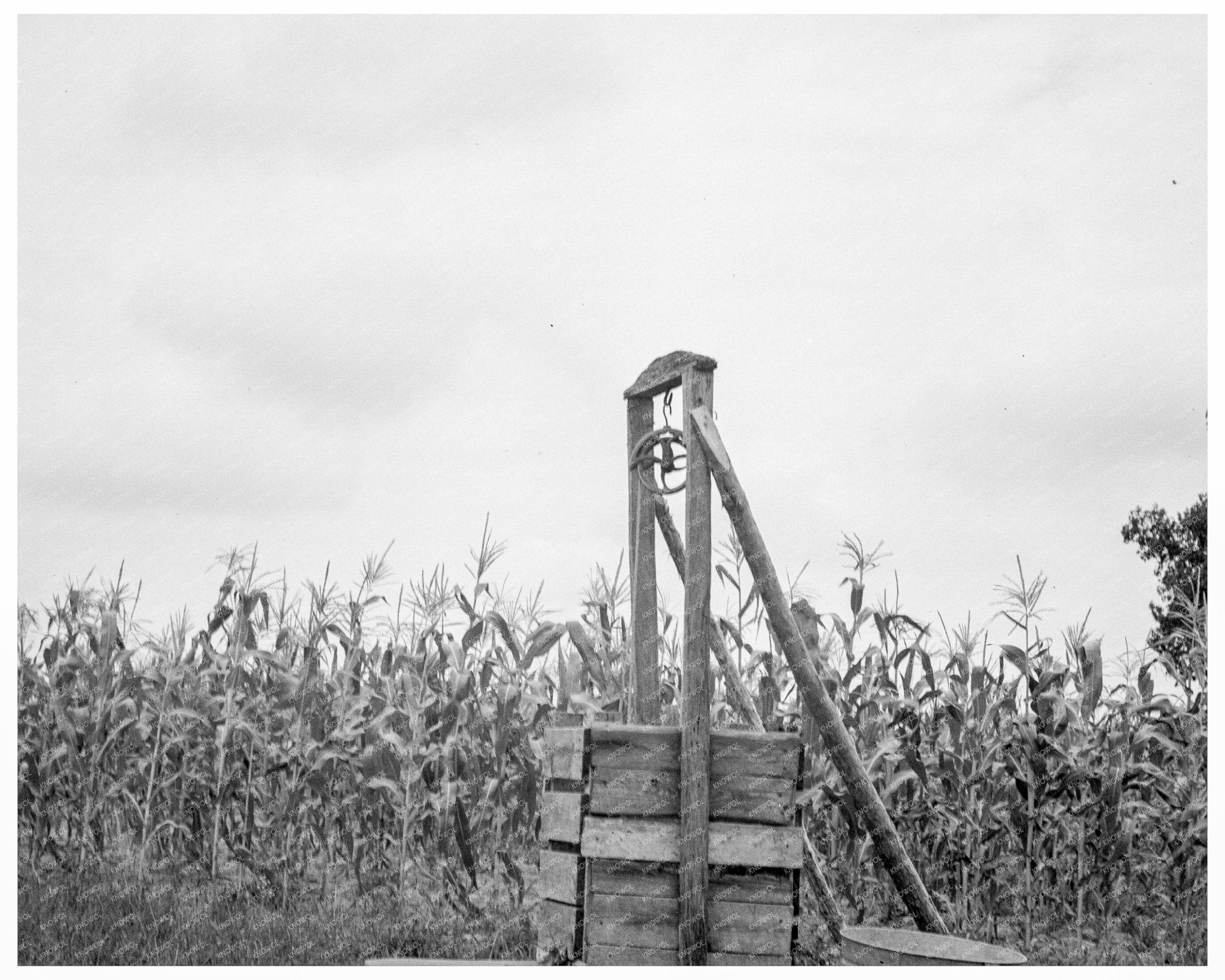 1939 Sharecroppers Tobacco Farm North Carolina Life - Available at KNOWOL