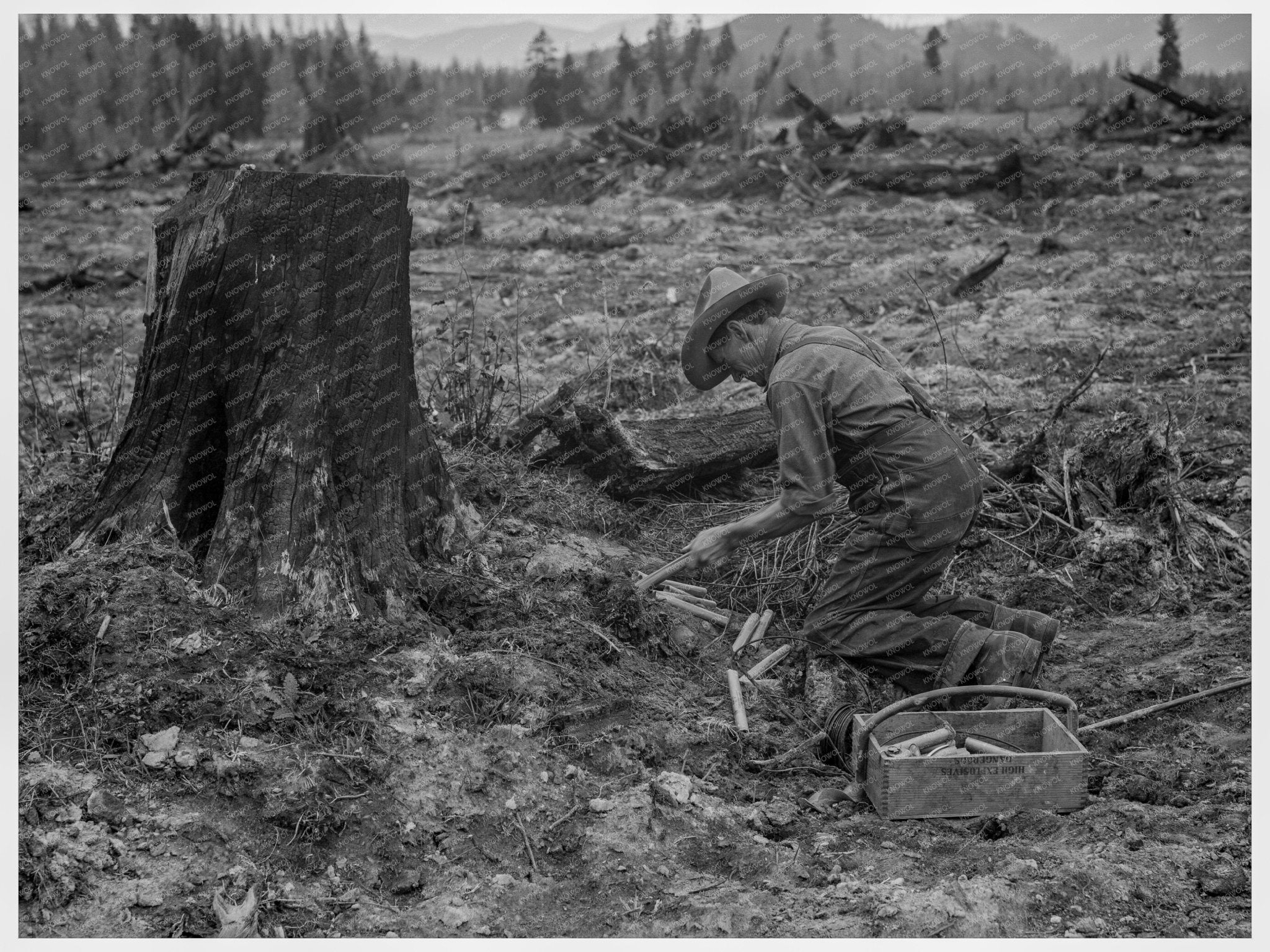 1939 Stump Farmer Blowing Tamarack Stump in Idaho - Available at KNOWOL