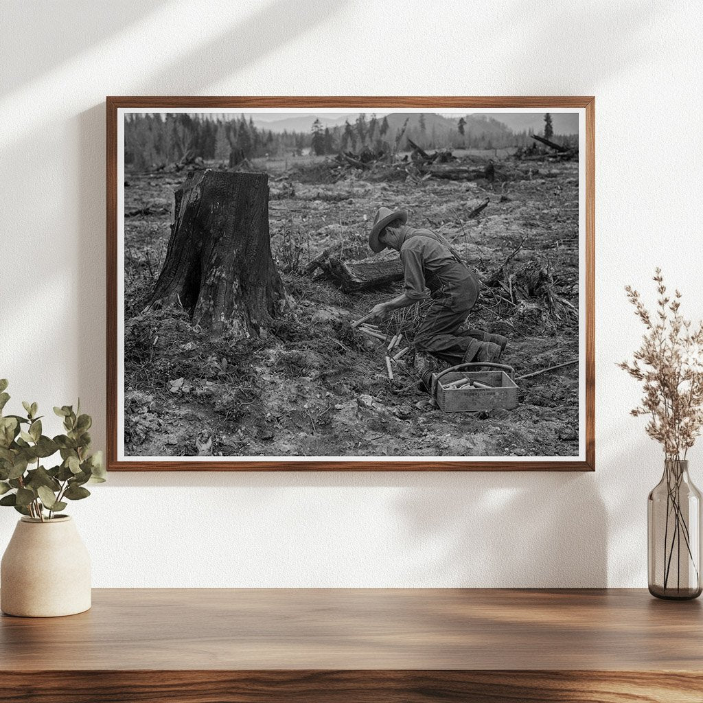 1939 Stump Farmer Blowing Tamarack Stump in Idaho - Available at KNOWOL