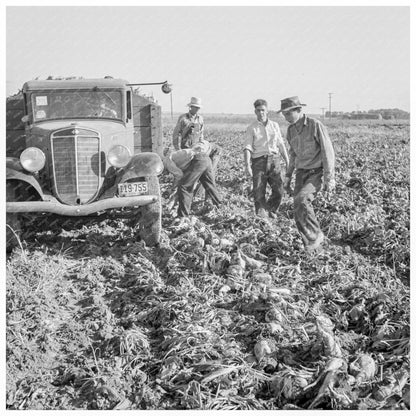 1939 Sugar Beet Field Loading Truck in Oregon - Available at KNOWOL