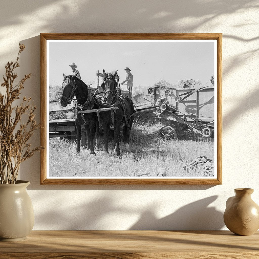 1939 Threshing Scene Klamath County Oregon Agriculture - Available at KNOWOL