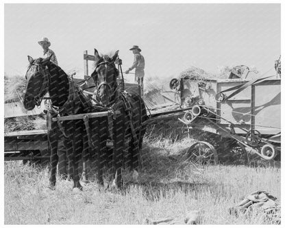 1939 Threshing Scene Klamath County Oregon Agriculture - Available at KNOWOL