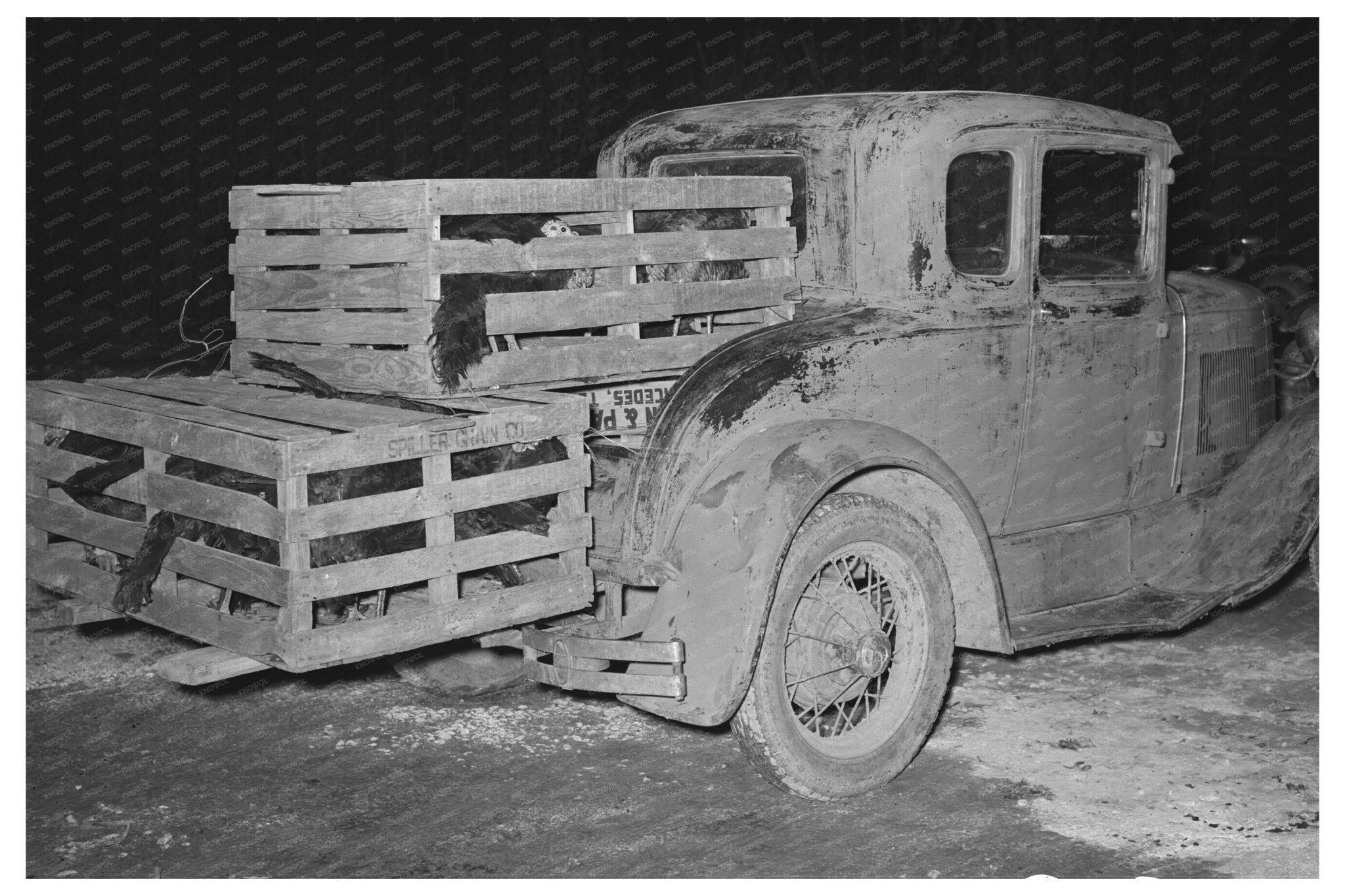 1939 Vintage Farmers Automobile with Turkeys in Texas - Available at KNOWOL