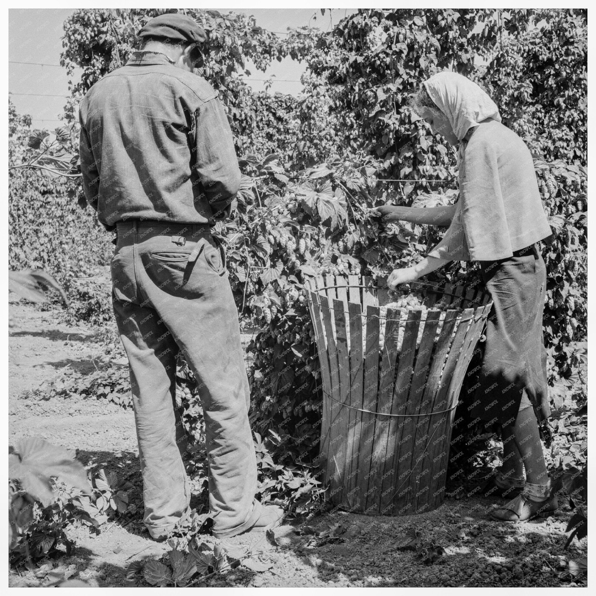 1939 Vintage Hop Pickers in Polk County Oregon - Available at KNOWOL