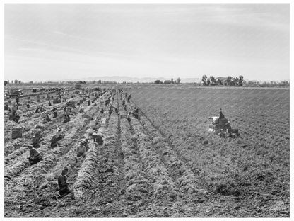 1939 Vintage Image of Carrot Harvesting in Imperial Valley - Available at KNOWOL