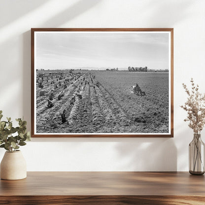 1939 Vintage Image of Carrot Harvesting in Imperial Valley - Available at KNOWOL