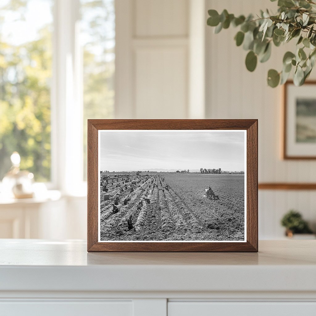 1939 Vintage Image of Carrot Harvesting in Imperial Valley - Available at KNOWOL