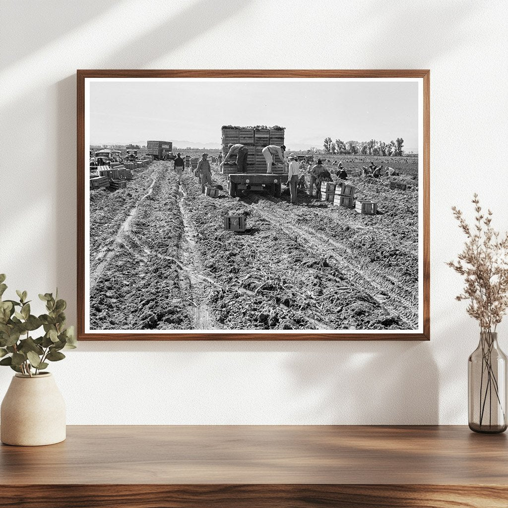 1939 Vintage Photo of Carrot Harvesting in Imperial Valley - Available at KNOWOL