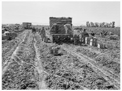 1939 Vintage Photo of Carrot Harvesting in Imperial Valley - Available at KNOWOL