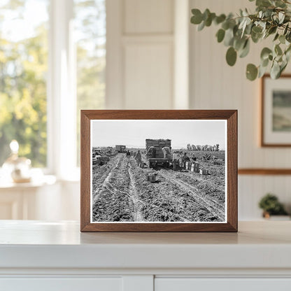 1939 Vintage Photo of Carrot Harvesting in Imperial Valley - Available at KNOWOL