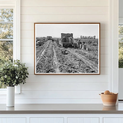 1939 Vintage Photo of Carrot Harvesting in Imperial Valley - Available at KNOWOL