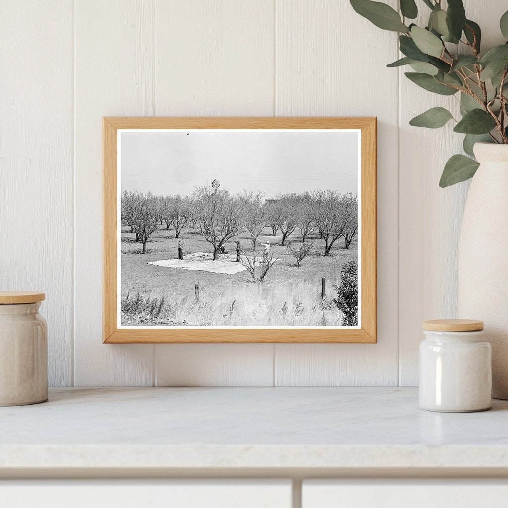 1939 Vintage Photo of Day Laborers Harvesting Almonds - Available at KNOWOL