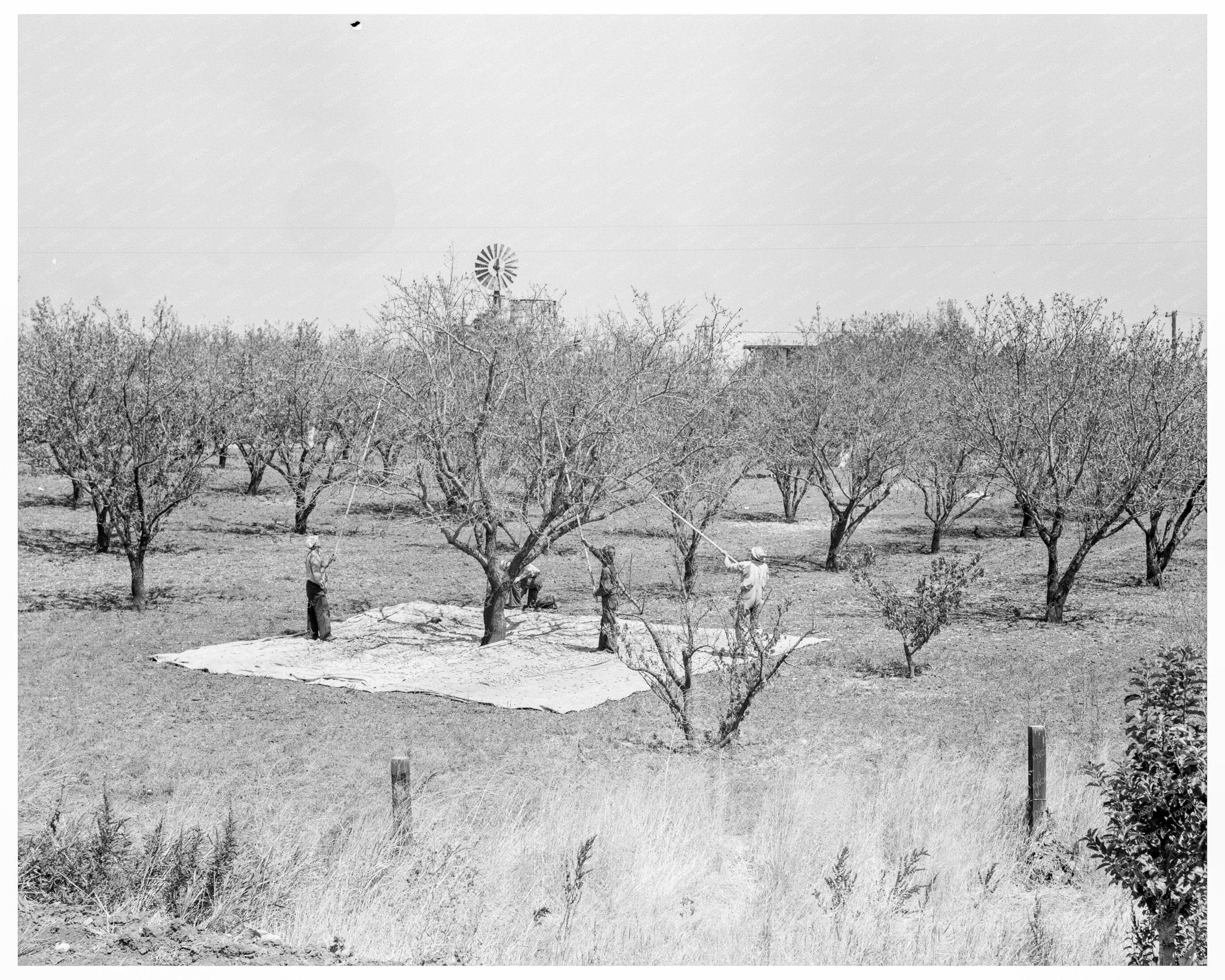 1939 Vintage Photo of Day Laborers Harvesting Almonds - Available at KNOWOL