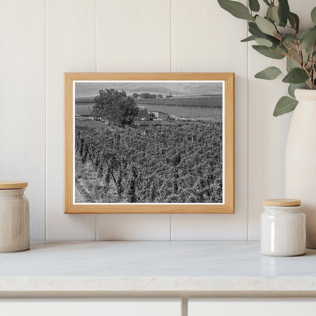 1939 Vintage Photo of Hop Yard in Yakima Valley Washington - Available at KNOWOL