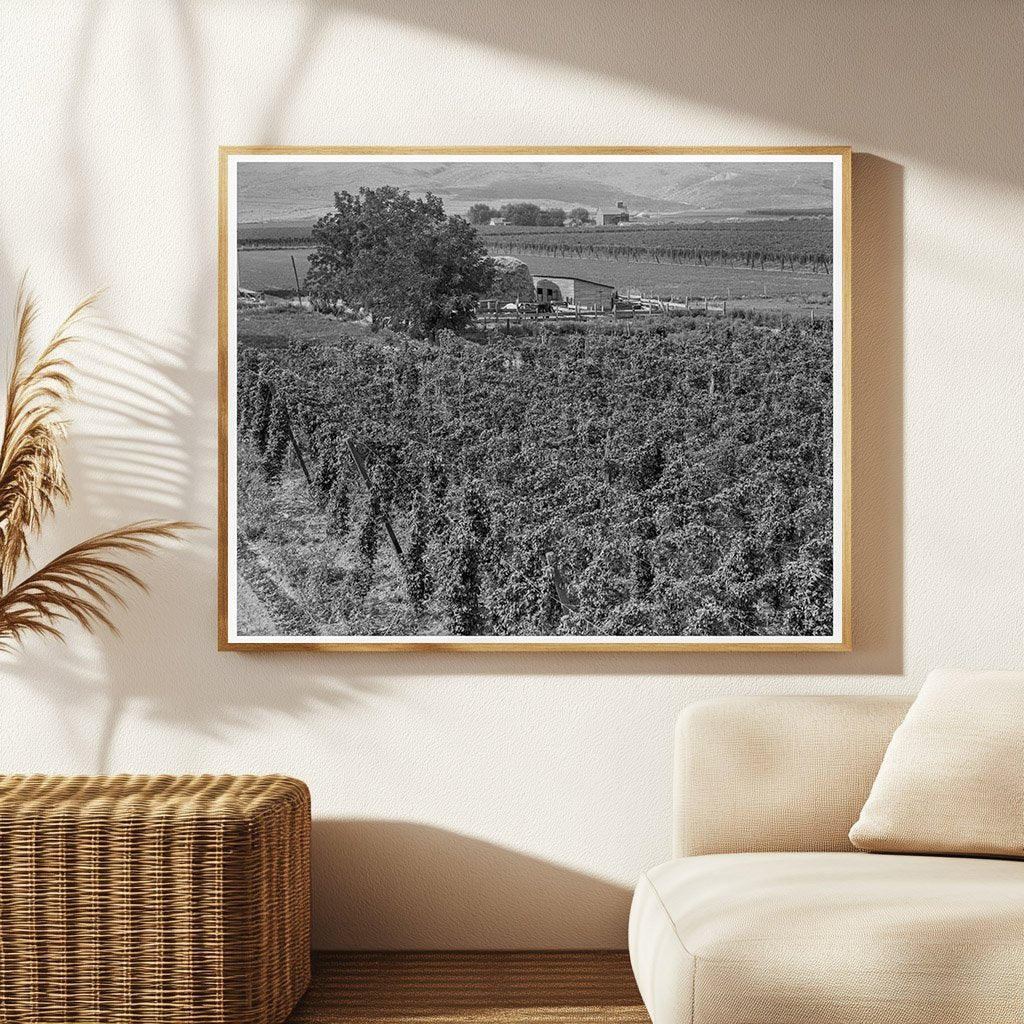 1939 Vintage Photo of Hop Yard in Yakima Valley Washington - Available at KNOWOL