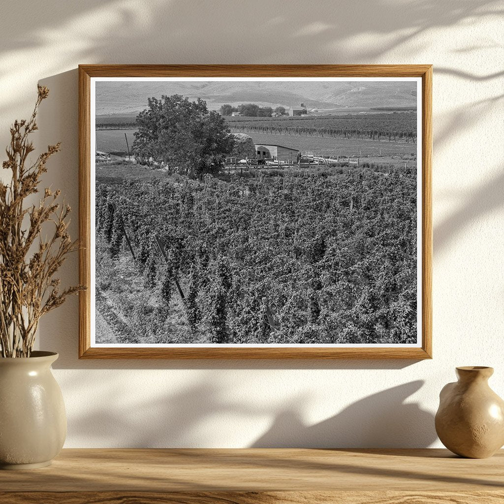 1939 Vintage Photo of Hop Yard in Yakima Valley Washington - Available at KNOWOL