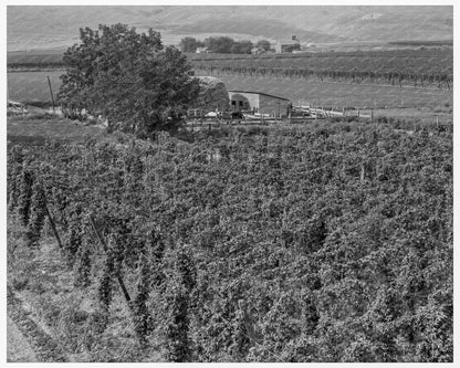 1939 Vintage Photo of Hop Yard in Yakima Valley Washington - Available at KNOWOL