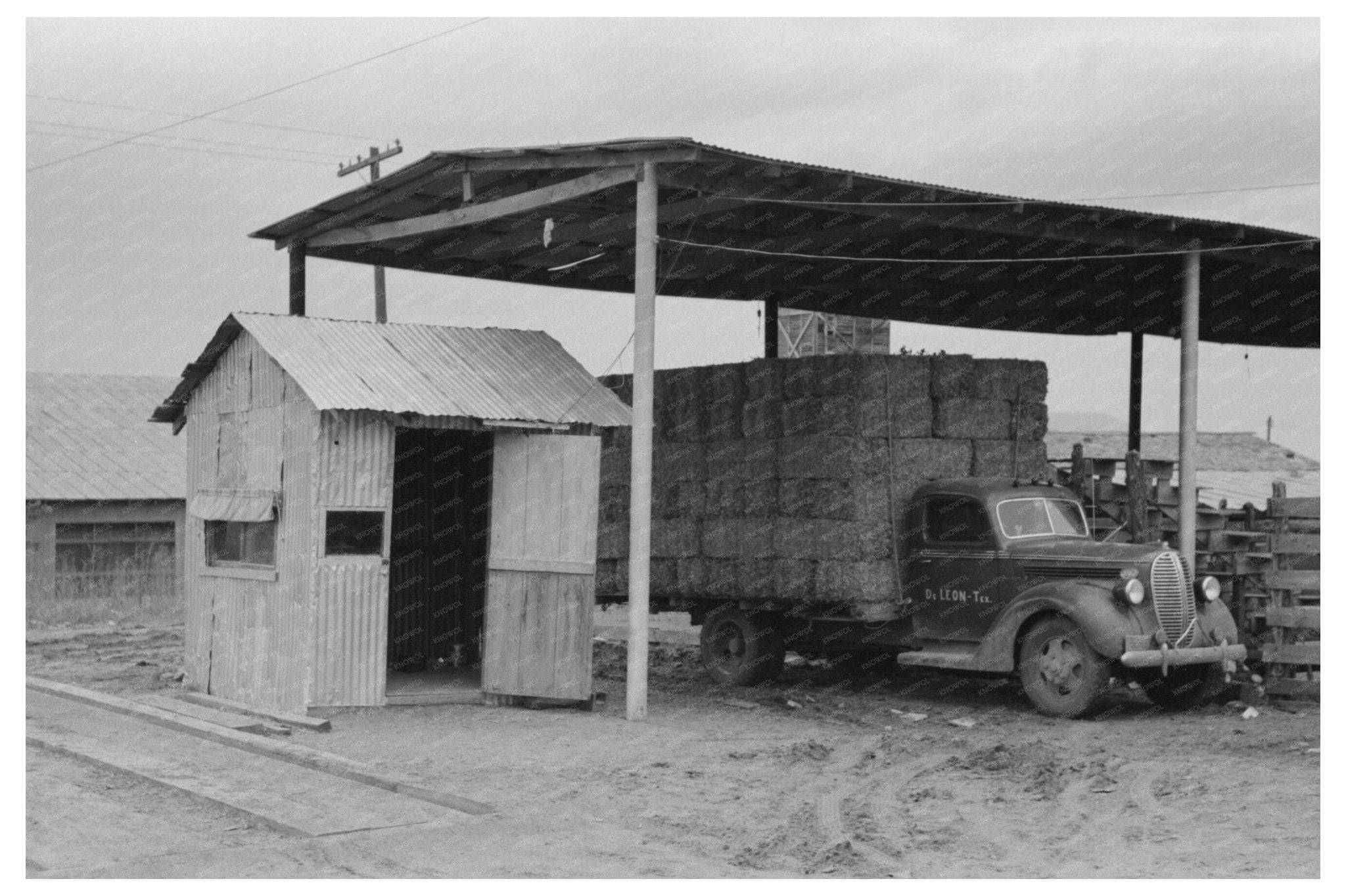 1939 Vintage Photo of Peanut Hay in De Leon Texas - Available at KNOWOL