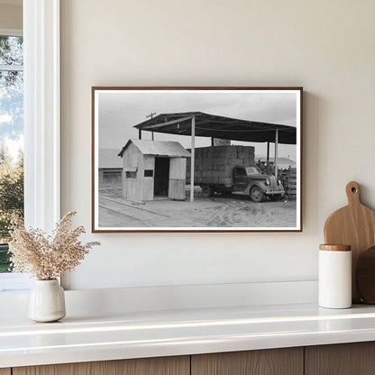 1939 Vintage Photo of Peanut Hay in De Leon Texas - Available at KNOWOL