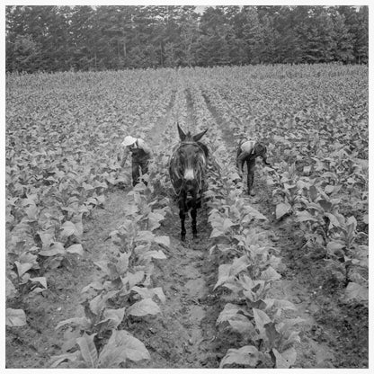 1939 Vintage Photo of Sharecropper Priming Tobacco in NC - Available at KNOWOL