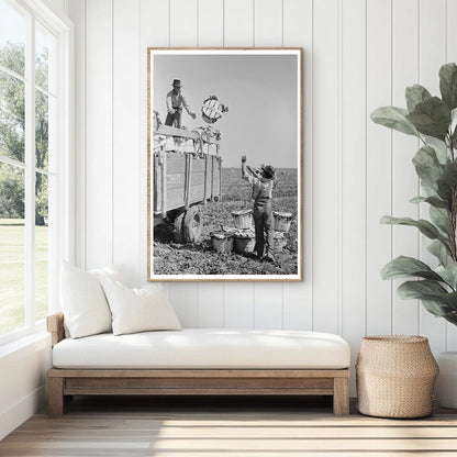 1939 Vintage Photo of Spinach Harvesting in La Pryor Texas - Available at KNOWOL