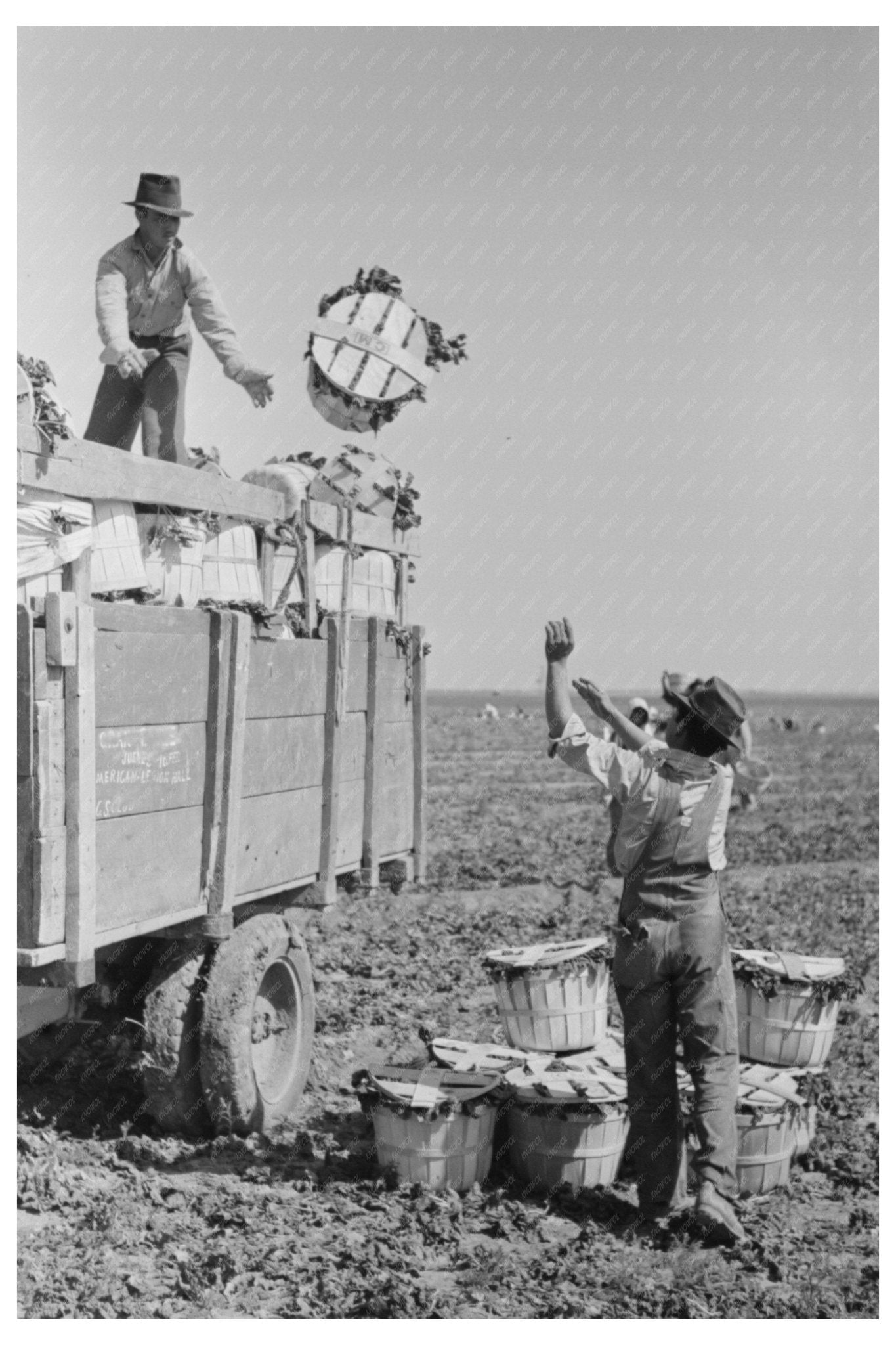 1939 Vintage Photo of Spinach Harvesting in La Pryor Texas - Available at KNOWOL