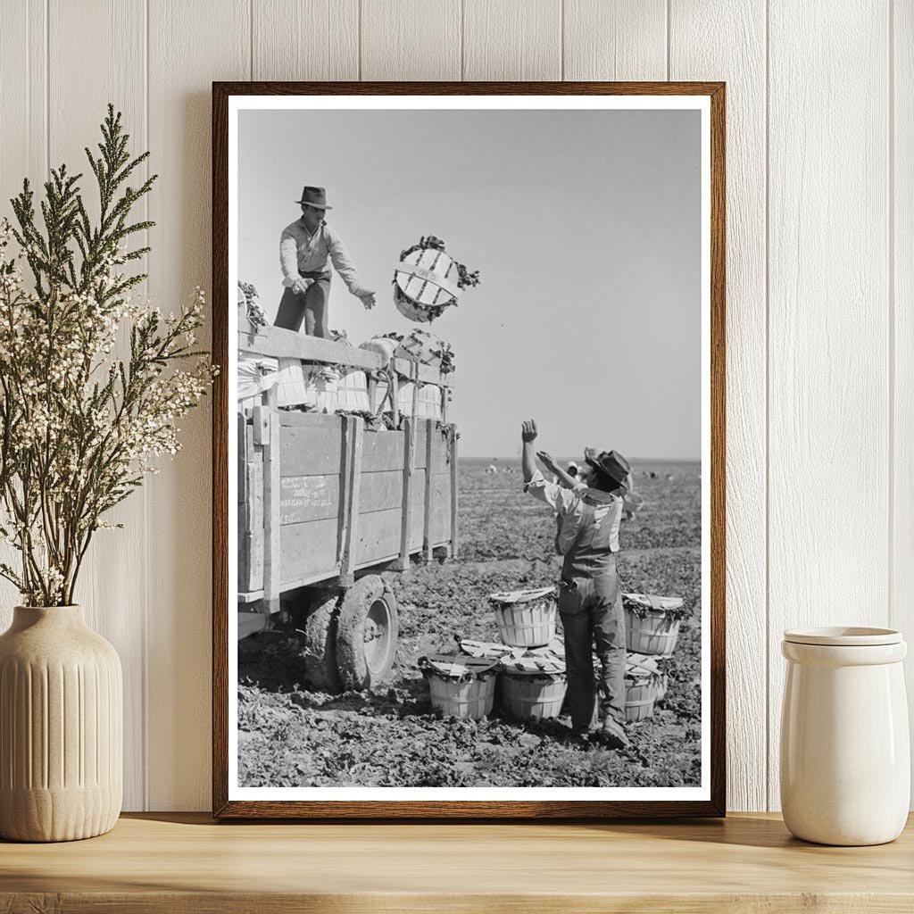 1939 Vintage Photo of Spinach Harvesting in La Pryor Texas - Available at KNOWOL