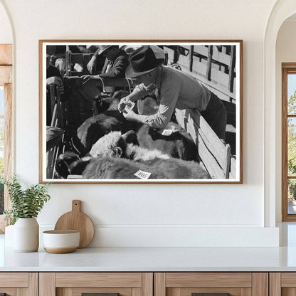 1939 Vintage Photo of Workers Tagging Steers in Texas - Available at KNOWOL