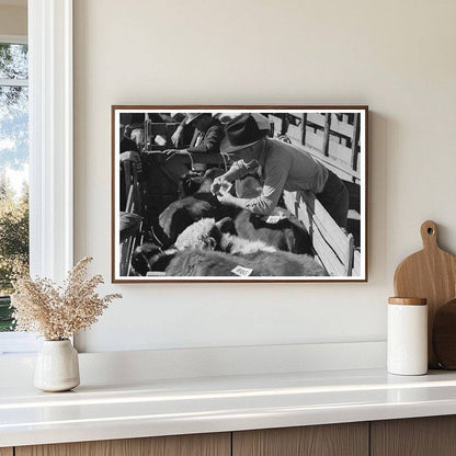 1939 Vintage Photo of Workers Tagging Steers in Texas - Available at KNOWOL