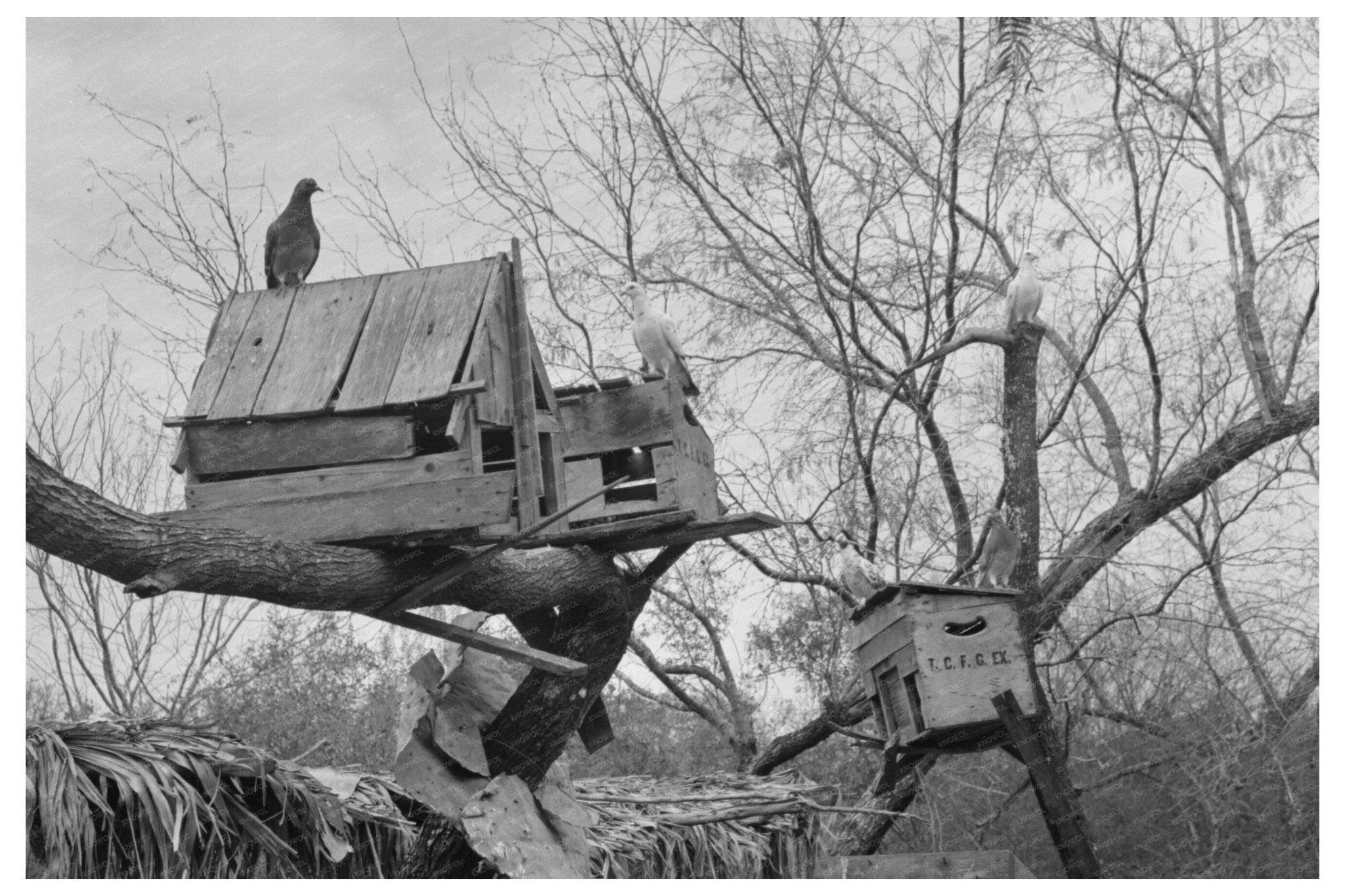 1939 Vintage Pigeon Cote of Texas Farmer Near Combes - Available at KNOWOL