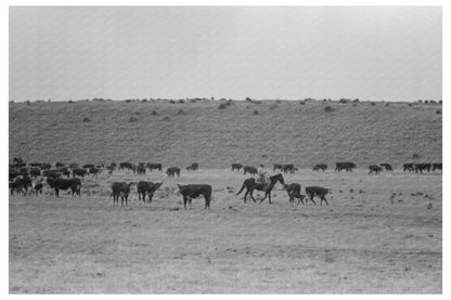 1939 Vintage Roundup of Calves in Marfa Texas - Available at KNOWOL