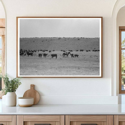 1939 Vintage Roundup of Calves in Marfa Texas - Available at KNOWOL