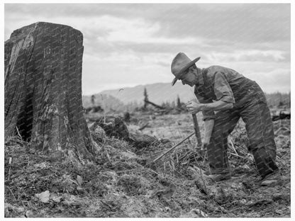 1939 Vintage Stump on Cut - Over Farm in Bonner County Idaho - Available at KNOWOL