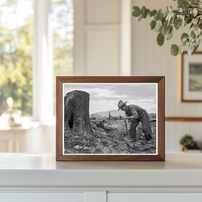 1939 Vintage Stump on Cut - Over Farm in Bonner County Idaho - Available at KNOWOL