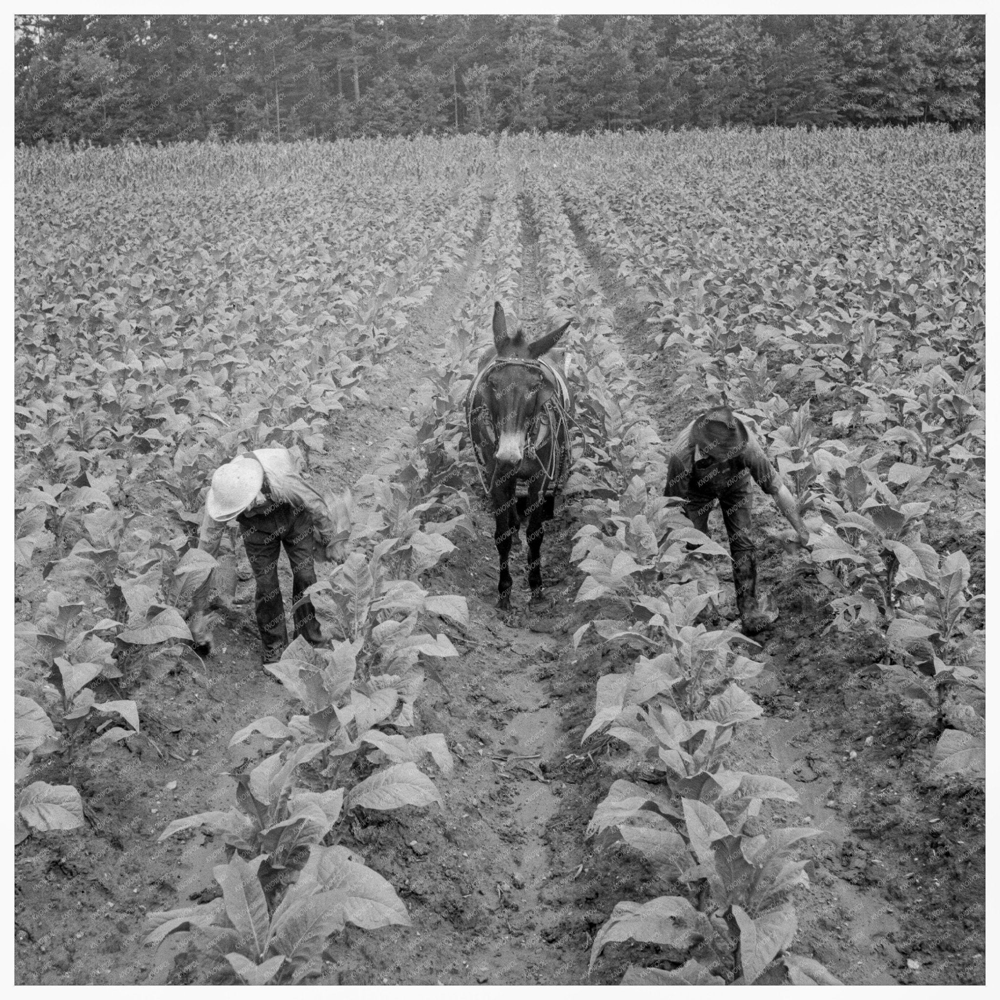 1939 Vintage Tobacco Sharecropper in Granville County - Available at KNOWOL